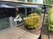 2023 Volkswagen Atlas 3.6L V6 SE w/Technology W/Panoramic Sunroof